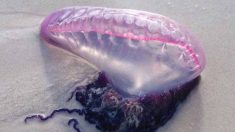 Des méduses très urticantes s’échouent sur les plages de Vendée et de Bretagne