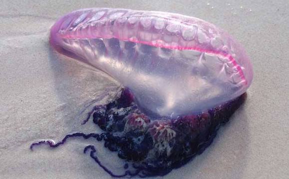 Une méduse, physalie ou encore "vessie de mer". (Photo : Facebook/ Réserve Naturelle National Baie de Saint-Brieuc)