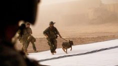 Gary Sinise recueille des fonds pour des chiens courageux qui se battent aux côtés de héros humains lors de la Journée des anciens combattants