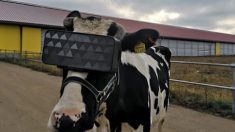 Russie :  des casques virtuels aux vaches pour augmenter leur production de lait