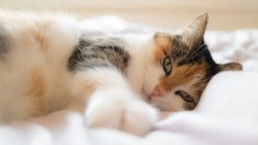 Un chat prédit la mort des patients hospitalisés – il s’approche d’eux lorsqu’ils sont à quelques heures de la fin