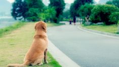 Un chien attend fidèlement sur le bord d’une route pendant 4 ans avant que son propriétaire le remarque sur Facebook