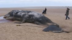 Une baleine pleine meurt à cause d’un filet de pêche abandonné qui est resté pris dans sa bouche
