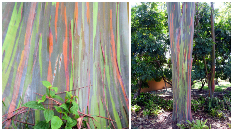 Un arbre insolite : l'eucalyptus arc-en-ciel - Blog jardin