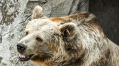 L’ours Mischa, utilisé dans des spectacles itinérants à travers la France, est mort