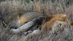 Afrique du Sud: une famille de lions empoisonnée et démembrée pour faire de la magie noire