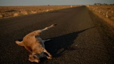 Australie: un tueur en série de kangourous évite la prison