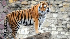 En Russie, mort d’un bouc devenu le meilleur ami d’un tigre dans un zoo