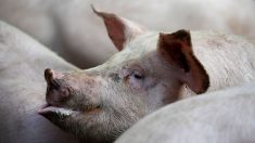 Douai: manifestation en soutien à des éleveurs condamnés pour le bruit et l’odeur de leurs cochons
