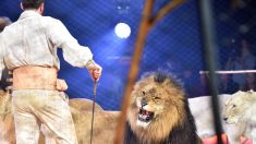 Paris vote la fin des spectacles d’animaux sauvages dans les cirques d’ici 2020