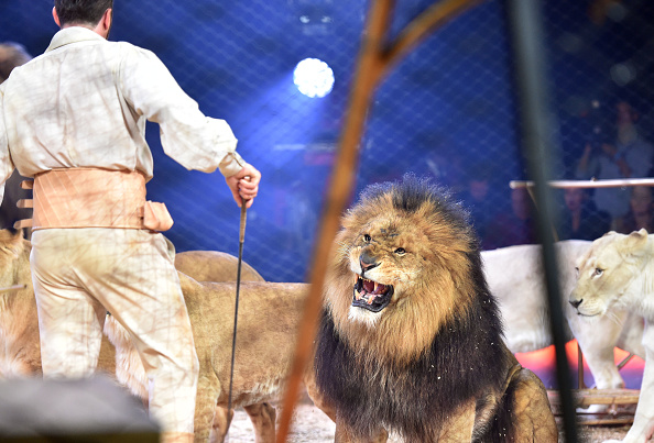 Martin Lacey jr. avec ses lions. (Photo : Hannes Magerstaedt/Getty Images)