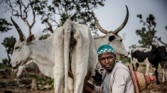 Burkina-Auvergne: une route du lait