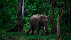 Indonésie: un éléphant de Sumatra retrouvé décapité et en état de décomposition