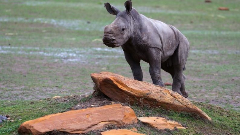 Rhino. Photo : David Gray/Getty Images