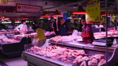 Peste porcine: la Chine double ses importations de porc