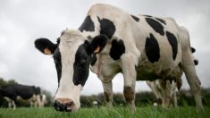 Seine-Maritime: une douzaine de vaches tuées par un train, le trafic interrompu