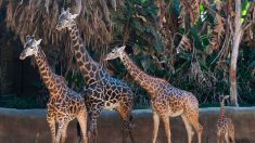 Etats-Unis: trois girafes et des antilopes périssent dans l’incendie d’un parc animalier