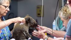 Des centaines de koalas décimés par les flammes et plus de 2000 hectares ravagés en Australie