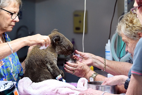 Un koala déshydraté et blessé est soigné à l'Hôpital Port Macquarie Koala le 2 novembre 2019, après avoir été sauvé d'un incendie qui a ravagé une superficie de plus de 2 000 hectares. Photo SAEED KHAN / AFP via Getty Images.