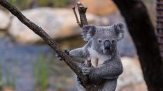 Australie : une femme sauve un koala alors que de terribles incendies sévissent toujours