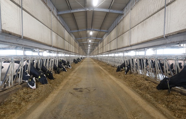 -Les vaches sont nourries dans une usine laitière de la ferme Baladna, dans la ville d'Al-Khor, le 26 octobre 2019, à 60 kilomètres au nord de la capitale qatarienne. Les vaches de la ferme du Qatar à climat contrôlé dans le désert, illustre bien les efforts déployés par le Qatar pour résister à ce qu'il appelle un "blocus" économique imposé par ses voisins saoudiens. Photo de KARIM JAAFAR / AFP via Getty Images.