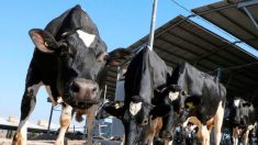 Un agriculteur condamné à verser 8000 euros à ses voisins, gênés par la maturation du fumier « quasiment sous la fenêtre de (la) cuisine »