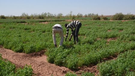 Niger: des éleveurs touaregs se reconvertissent dans l’agriculture