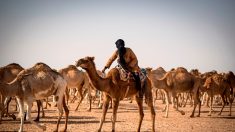 Au Sahara occidental, un éleveur de dromadaires « à l’ancienne »