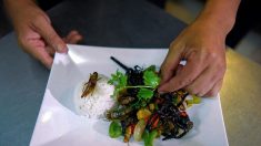 Scorpions ou tarentules: au Cambodge, un restaurant fait salle comble avec ses insectes cuisinés