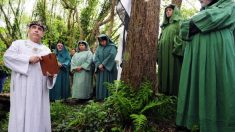 Côtes-d’Armor : des druides au secours d’arbres exceptionnels