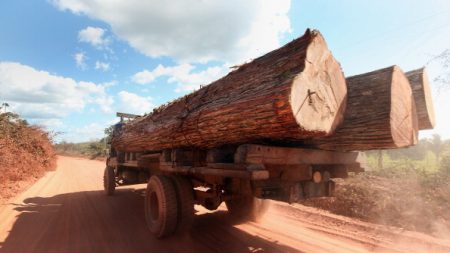 Brésil : un défenseur de la forêt abattu dans une embuscade par des trafiquants de bois d’Amazonie