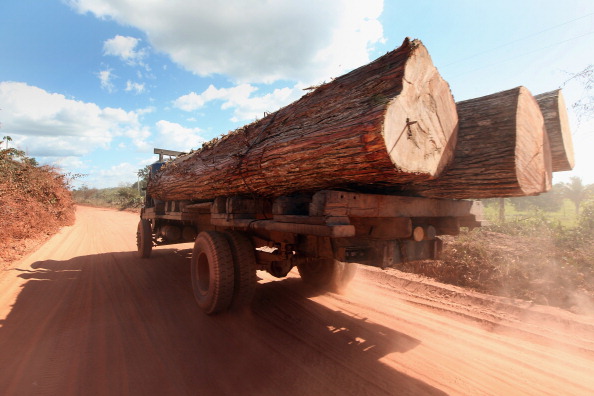 Un camion transporte des arbres pris illégalement dans la forêt tropicale amazonienne près de terres autochtones protégées, aux abords de la réserve indigène d'Arariboia, dans l'État de Maranhao, au Brésil. Les membres de la tribu Guajajajara dans la réserve disent que leurs forêts sont pillées par des bûcherons illégaux. (Photo : Mario Tama/Getty Images)