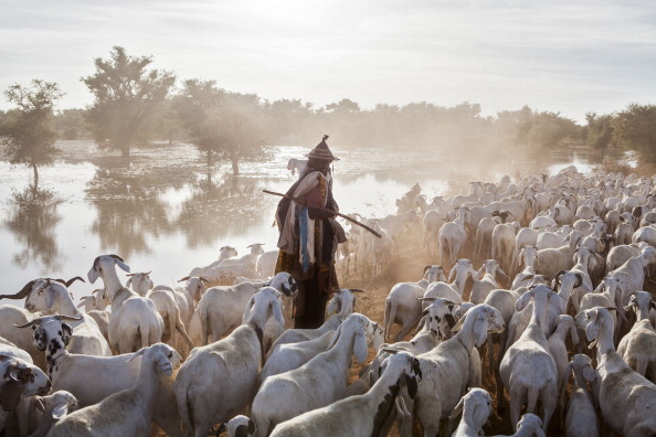 -Un berger malien conduit ses chèvres sur la route de Massina. Photo FLORIAN PLAUCHEUR / AFP via Getty Images.