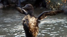 Des oiseaux mazoutés retrouvés sur des plages du Finistère