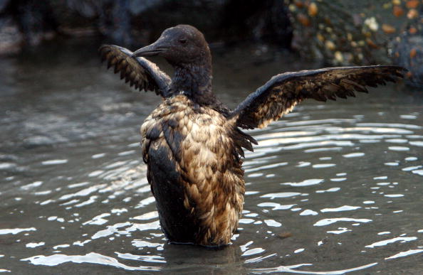 Un guillemot commun, zeekoet, essaie de se débarrasser du pétrole de ses ailes. (Photo : Michel Porro/Getty Images)