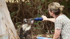 Le koala viral sauvé lors des terribles incendies en Australie est mort