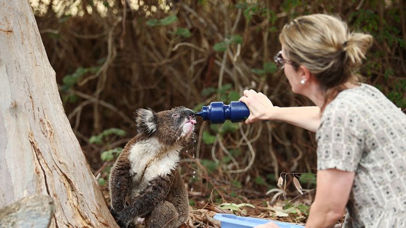 Dans son jardin, une résidente donne de l'eau à un koala sauvage stressé par la chaleur, le 19 décembre 2015 à Adélaïde, en Australie. (Morne de Klerk / Getty Images)