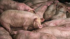 La population mondiale de porcs pourrait diminuer de 25% en raison de la peste porcine africaine