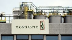 Monsanto plaide coupable d’avoir répandu un pesticide interdit sur des semences de maïs et d’autres cultures à Hawaï