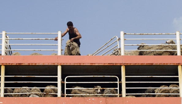 -Illustration- Un homme débarque un mouton d'un cargo syrien transportant des animaux de Roumanie dans le port de Djeddah. BEHROUZ MEHRI / AFP via Getty Images.