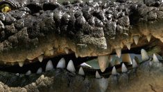 Australie: attaqué par un crocodile, il survit en lui mettant le doigt dans l’oeil