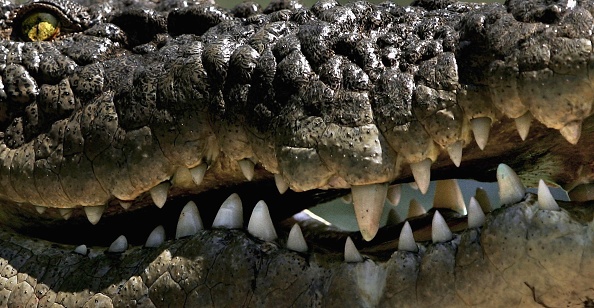 -Un crocodile en eau de mer est photographié à l'Australian Reptile Park le 23 janvier 2006 à Sydney, en Australie. Le crocodile d'eau de mer, le plus grand reptile du monde, est l'un des animaux les plus meurtriers d'Australie et le seul animal sauvage du continent à chasser activement les êtres humains qui errent sur son territoire. Photo par Ian Waldie / Getty Images.