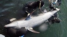 Sur le point d’être tués, des dauphins pris au piège se frottent les uns contre les autres dans un geste d’adieu