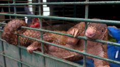 Trafic illégal des pangolins : vers une extinction de l’espèce