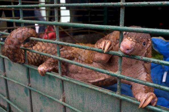 Un pangolin dans une cage.  (Photo : WAHYUDI/AFP via Getty Images)