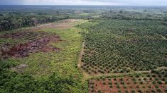 Biocarburants : l’Assemblée fait marche arrière sur l’huile de palme en maintenant son exclusion
