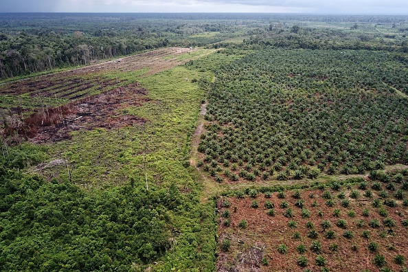 Plantation de palmiers à huile en Asie du Sud-Est. (Photo : JANUAR/AFP via Getty Images)
