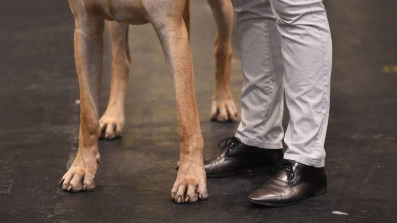 Un grand danois et sa propriétaire le premier jour de l'exposition canine Crufts au National Exhibition Centre à Birmingham, en Angleterre, le 8 mars 2018. (OLI SCARFF/AFP via Getty Images)