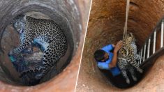 Un sauvetage risqué : un vétérinaire descend dans un puits sec de 9 mètres pour sauver un léopard piégé