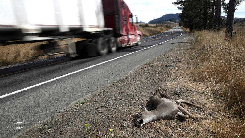 Un cerf mort gît sur le bord de la route à Nicasio, Californie, le 16 octobre 2019. (Justin Sullivan/Getty Images)